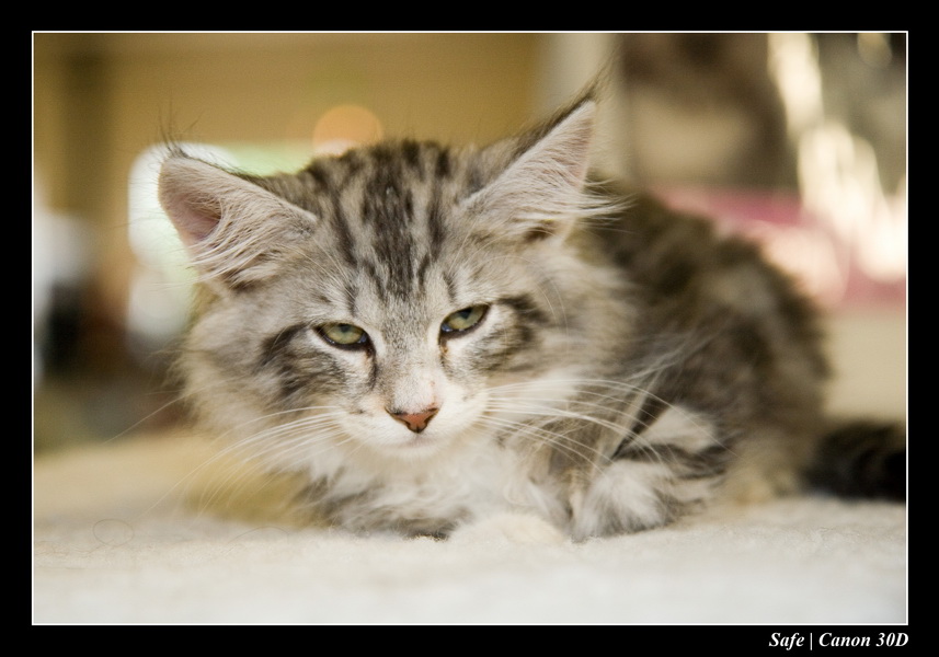 Sep 06 - Salon des animaux de compagnies - 31
